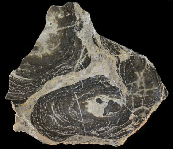 Polished Acaciella Stromatolite - Million Years #39056